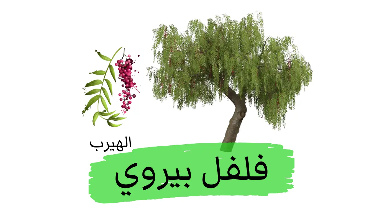 شجرة فلفل بيروي ( الفلفل الوردي) :الفوائد والأضرار