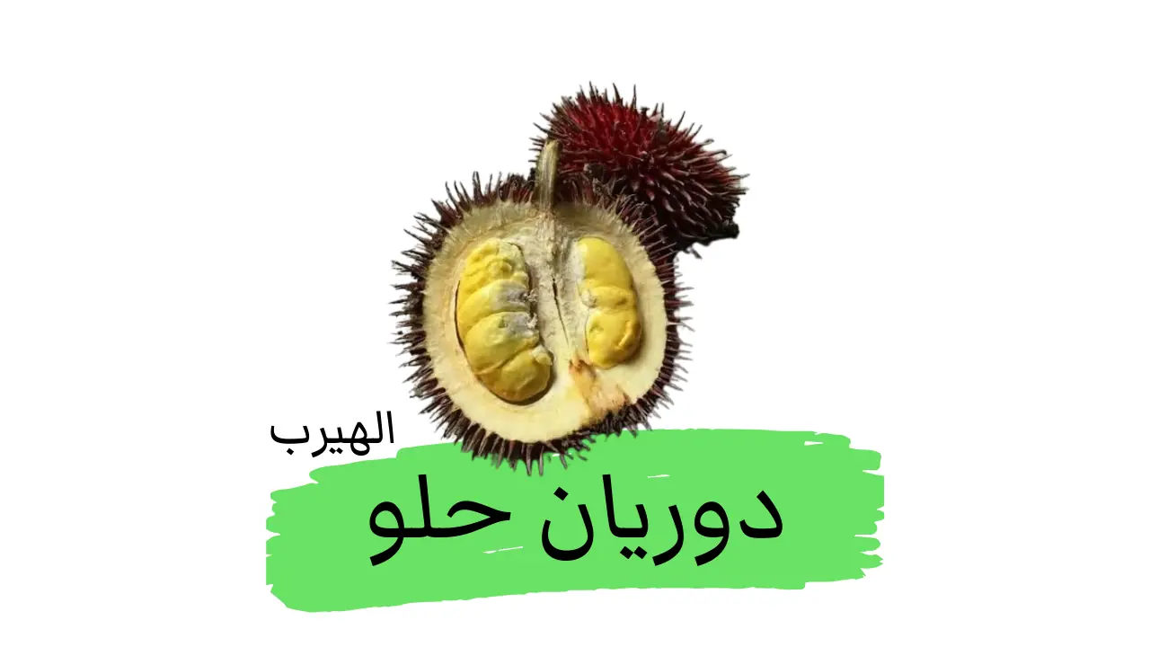 ما هو الدوريان الحلو (دوريان أحمر)؟ الفوائد والأضرار الصحية والغذائية