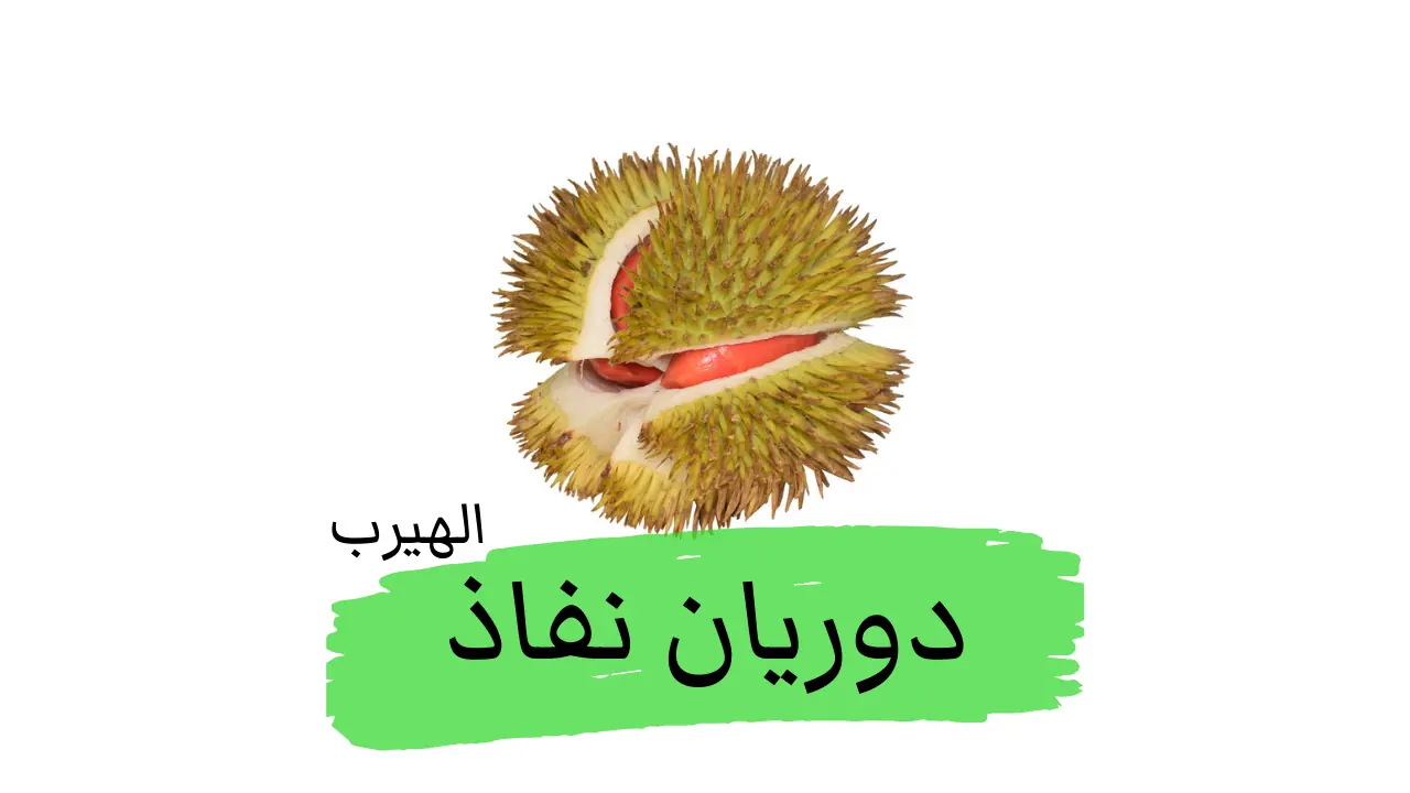 ما هوالدوريان النفاذ (أحمر اللب)؟ الفوائد والأضرار
