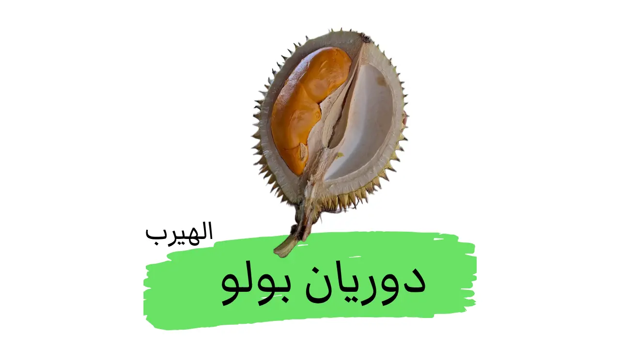 ماهو دوريان بولو  Durio kutejensis ؟ الفوائد والأضرار 