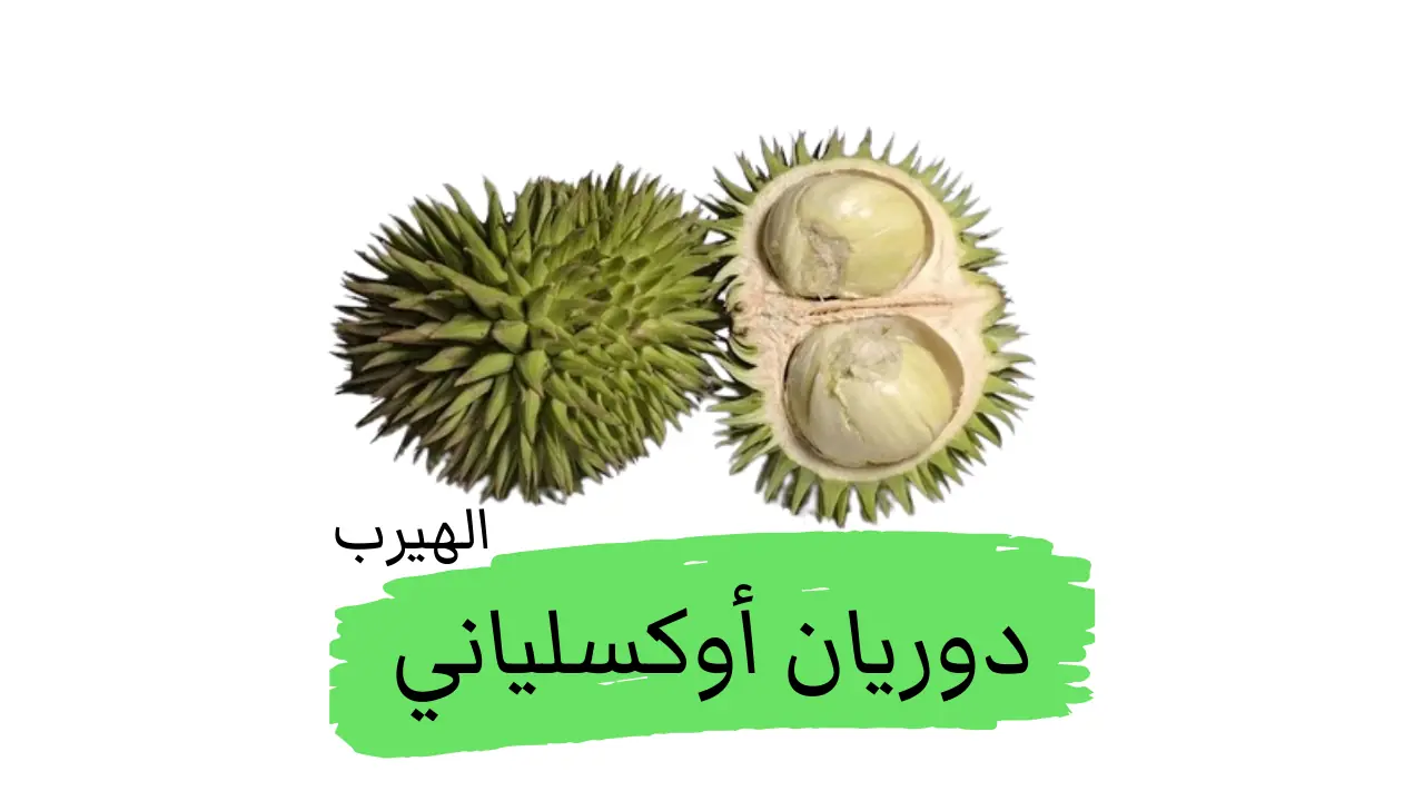 ما هو الدوريان الأوكسلياني Durio oxleyanus؟ الفوائد والأضرار