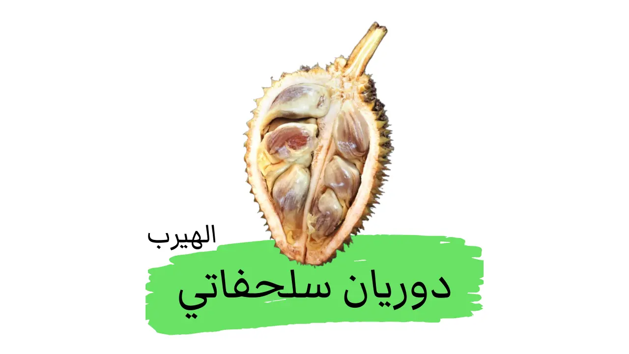  فاكهة الدوريان السلحفاتي: الفوائد والأضرار 