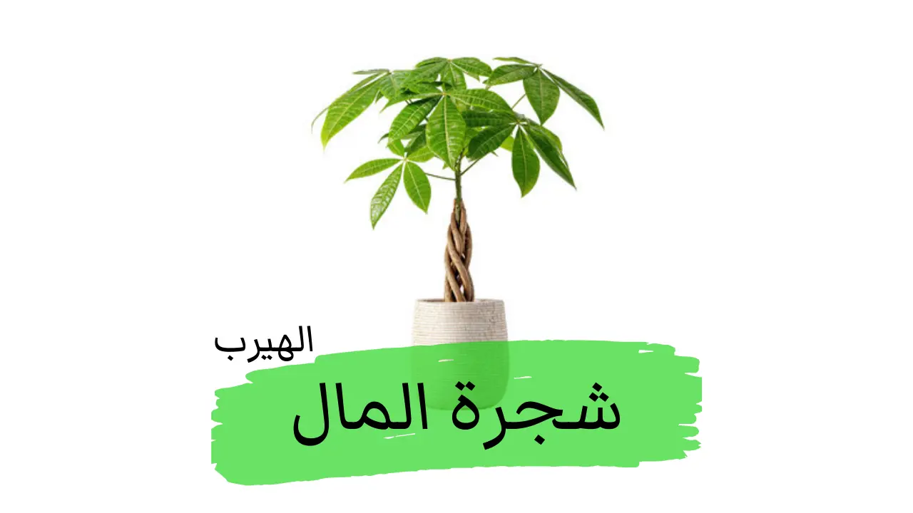 شجرة المال ( كستناء جويانا،ا لكستناء الفرنسية) : الفوائد والأضرار 