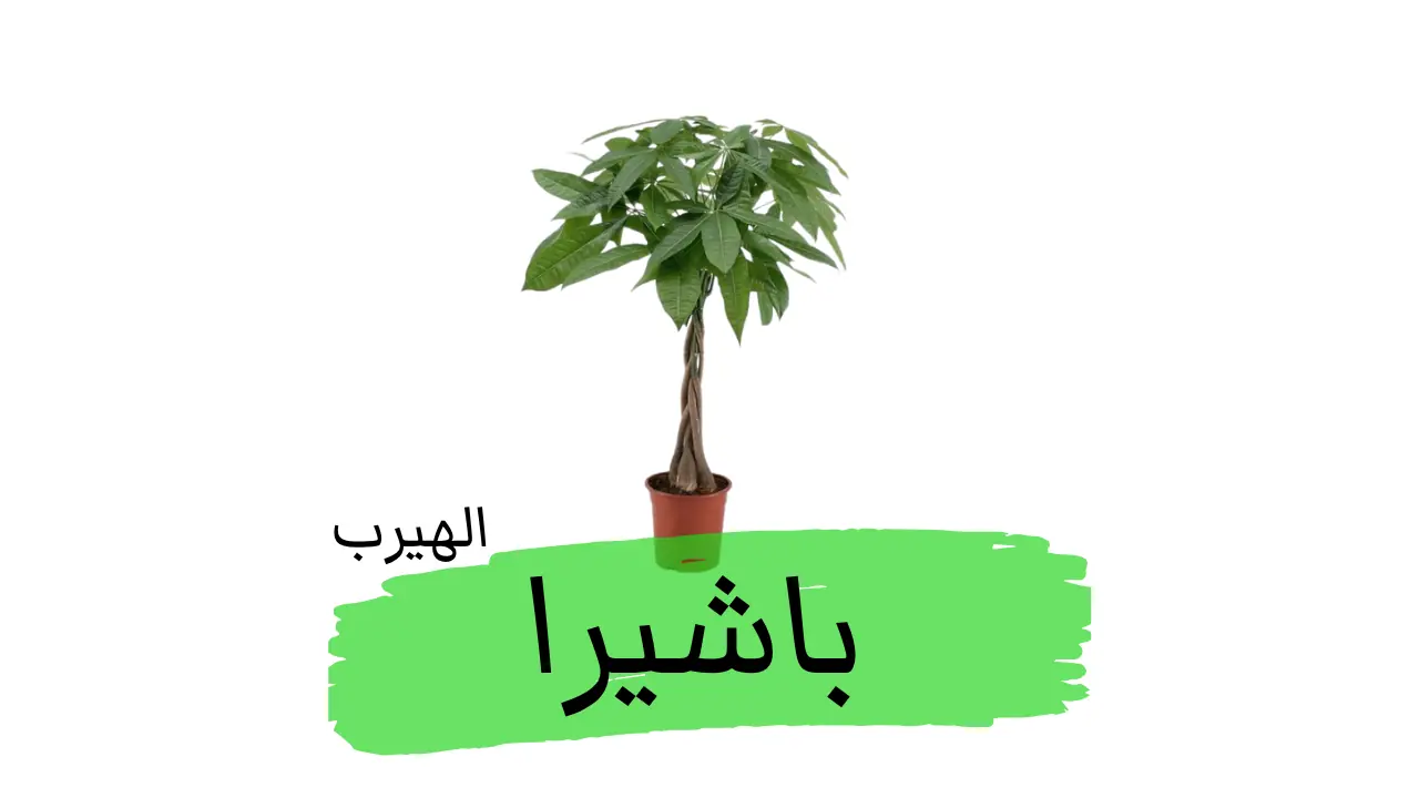 شجرة الباشيرا إنسيجنيس :(Pachira insignis) : "الكستناء البري"  : الفوائد والأضرار