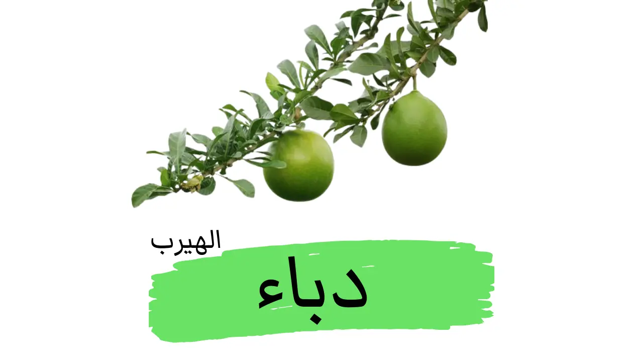 Calabash tree الدباء (شجرة القرع): الفوائد والأضرار 