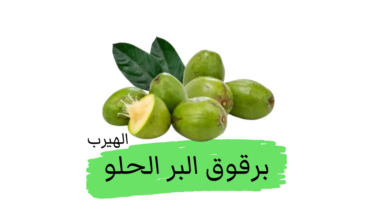  فاكهة برقوق البر الحلو (أمباريلا، التفاح الذهبي): الفوائد والأضرار