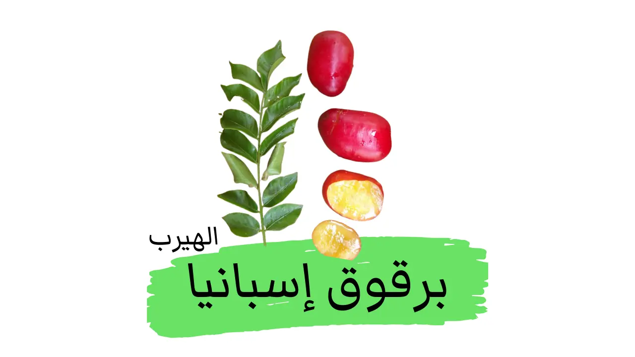 فاكهة برقوق إسبانيا : الفوائد والأضرار 