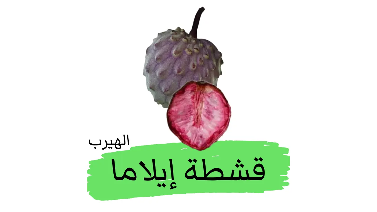 فاكهة قشطة الإيلاما : الفوائد والأضرار