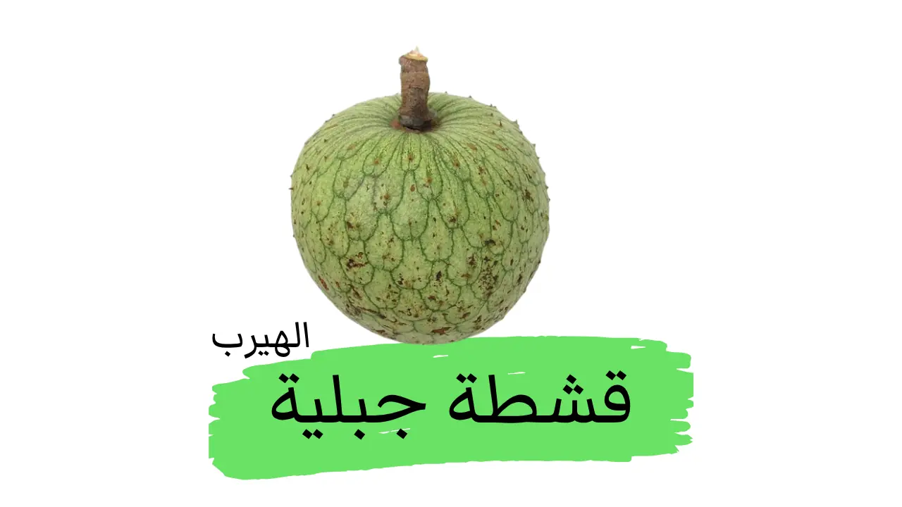 فاكهة القشطة الجبلية (قشدة انونا مونتانا) : الفوائد والأضرار