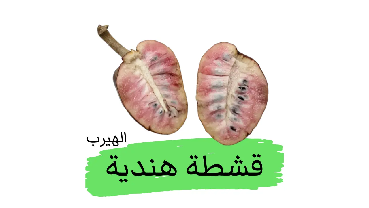 فاكهة القشطة الهندية : الفوائد والأضرار