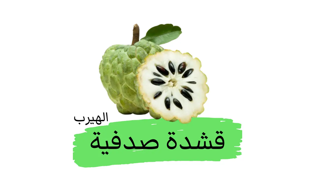 فاكهة القشدة الصدفية: الفوائد والأضرار