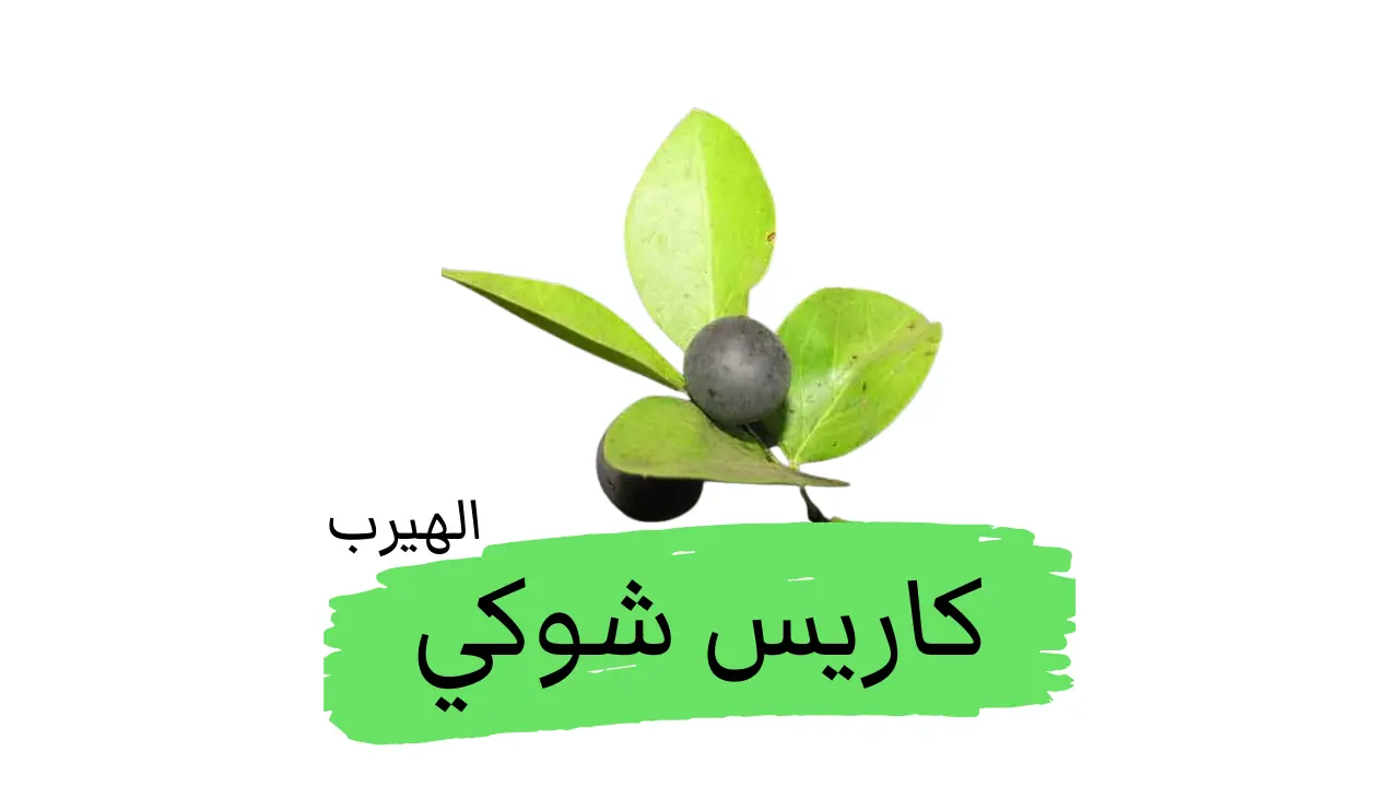 الكاريس الشوكي Conkerberry: الفوائد والأضرار 