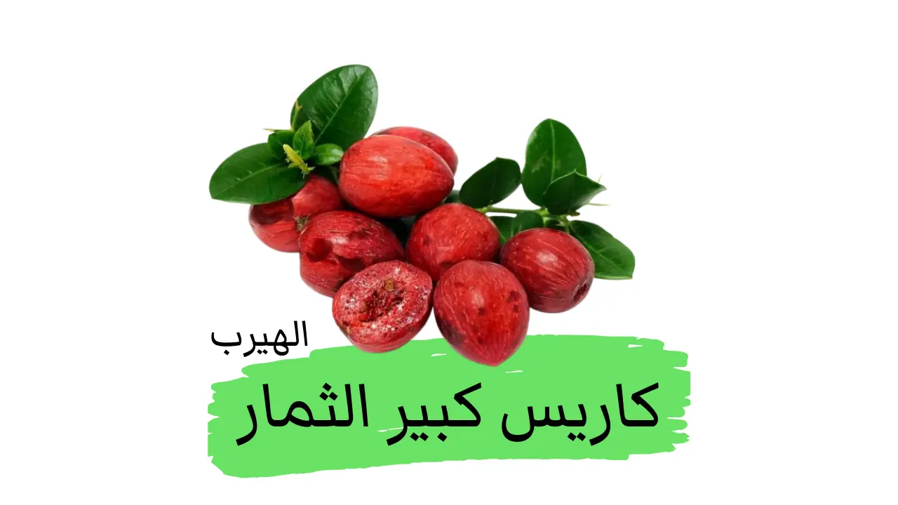 كاريس كبير الثمار Natal Plum: الفوائد والأضرار