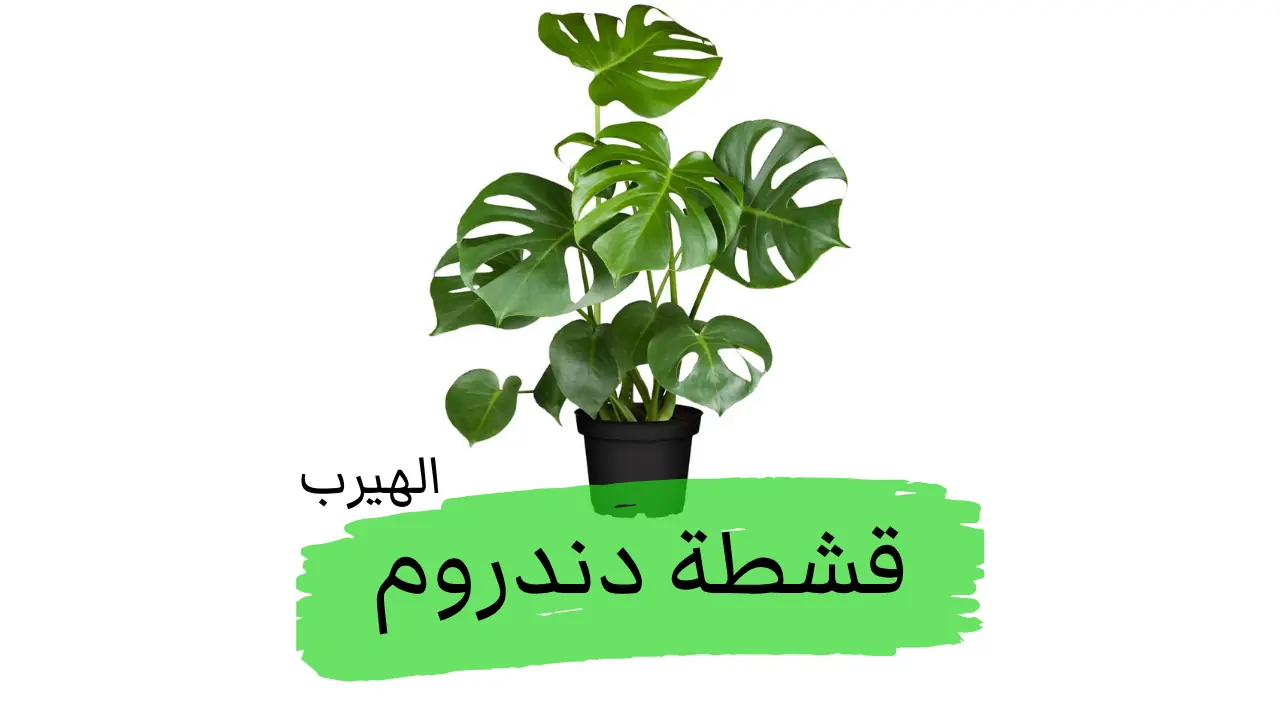 نبات قشطة دندروم: العناية والفوائد والأضرار 