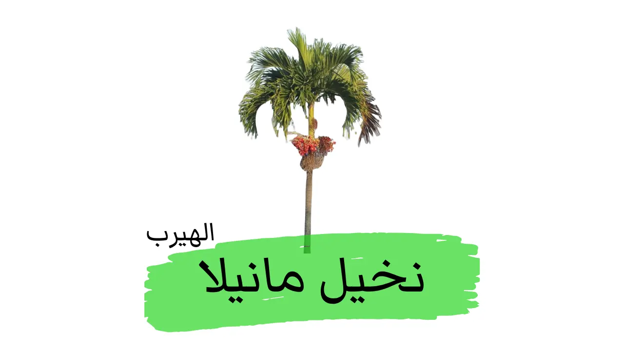نخيل مانيلا : الفوائد والأضرار