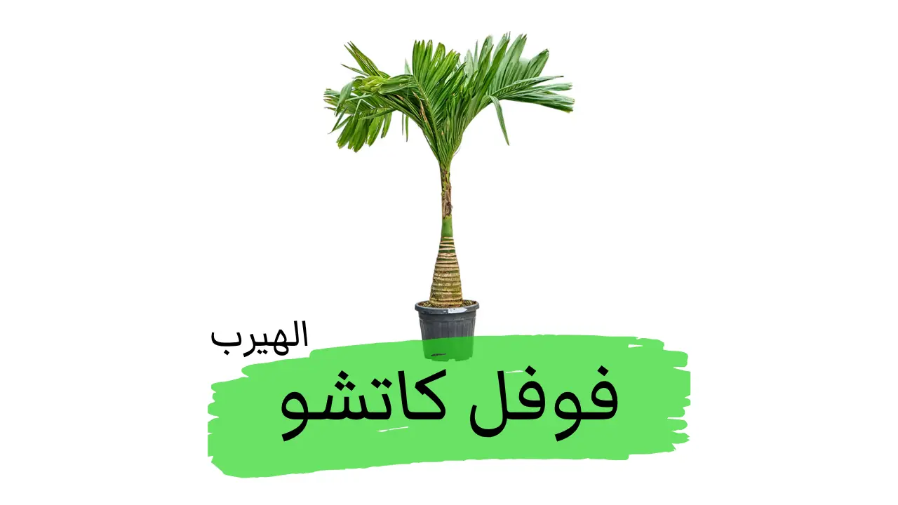 نخيل وفل كاتشو (فوفل الأريكة أو جوز التنبول) :الفوائد والأضرار