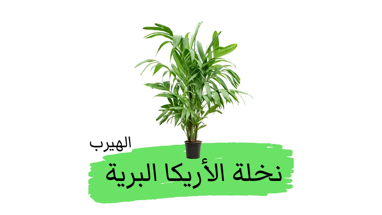  نخلة الأريكا البرية (النخلة الأريكية الثلاثية ,نخيل ثلاثي الأسدية) : الفوائد والأضرار