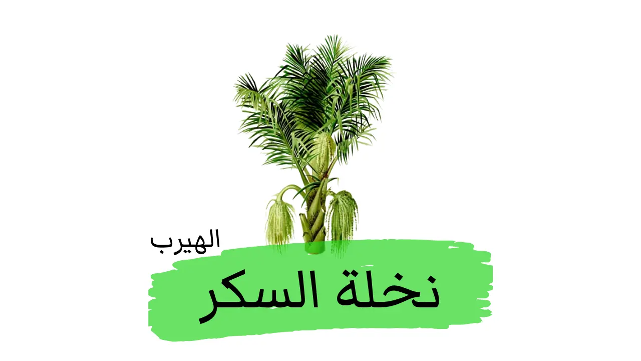 نخلة السكر (نخلة الأرنج): الفوائد والأضرار