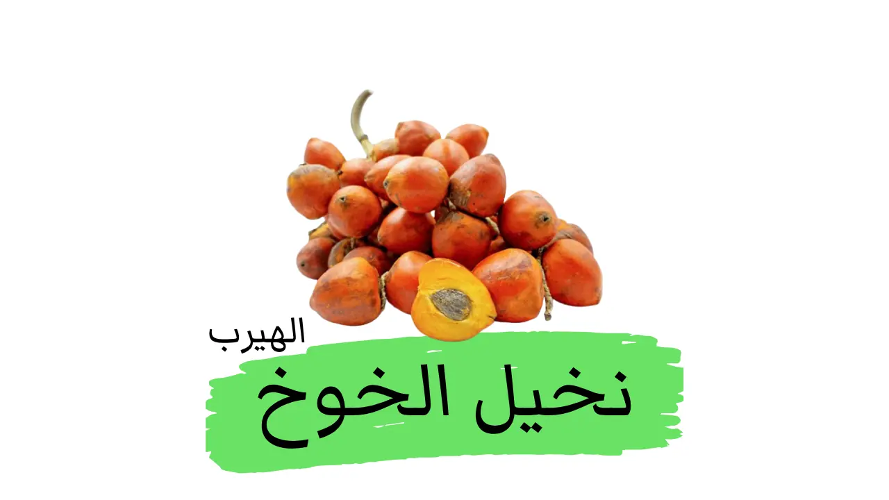 نخيل الخوخ: الفوائد والأضرار