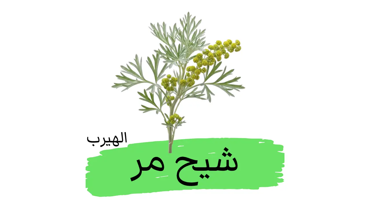  عشبة الأفسنتين (الشيح المرّ) : الفوائد والأضرار
