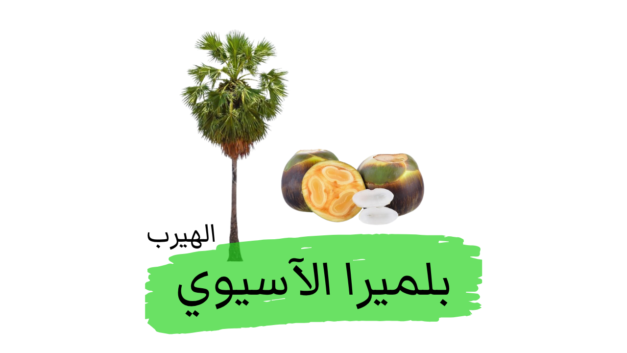 البوراس المروح (نخيل البلميرا الآسيوي ): الفوائد والأضرار