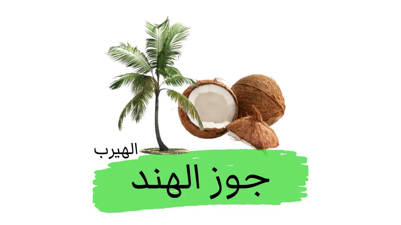 فوائد وأضرار جوز الهند