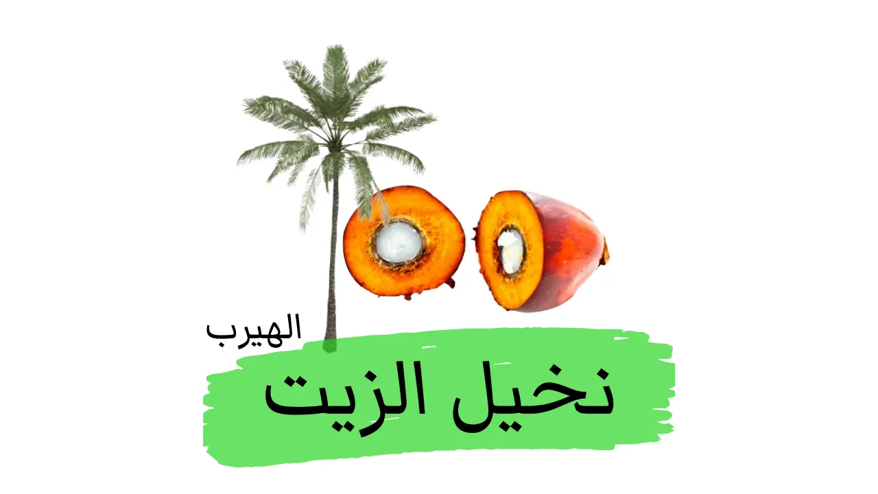 نخيل الزيت: الفوائد والأضرار 