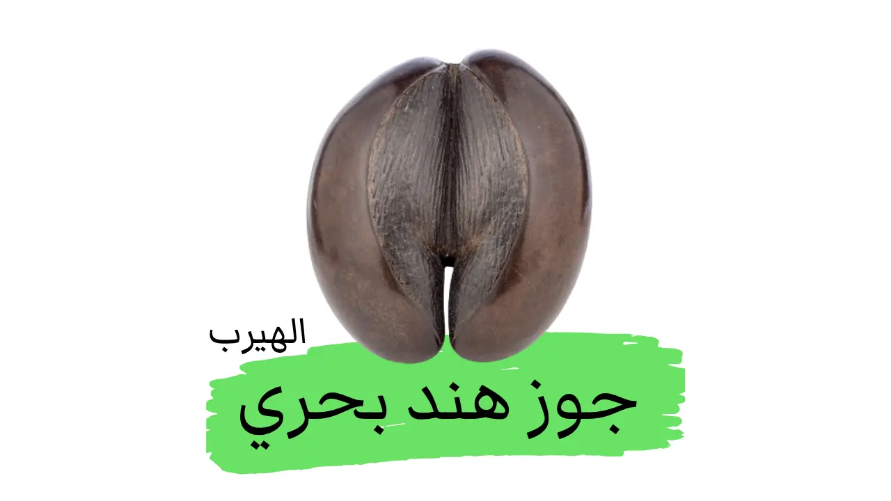 شجرة جوز الهند البحري (لودواسيا مالديفية): الفوائد والأضرار