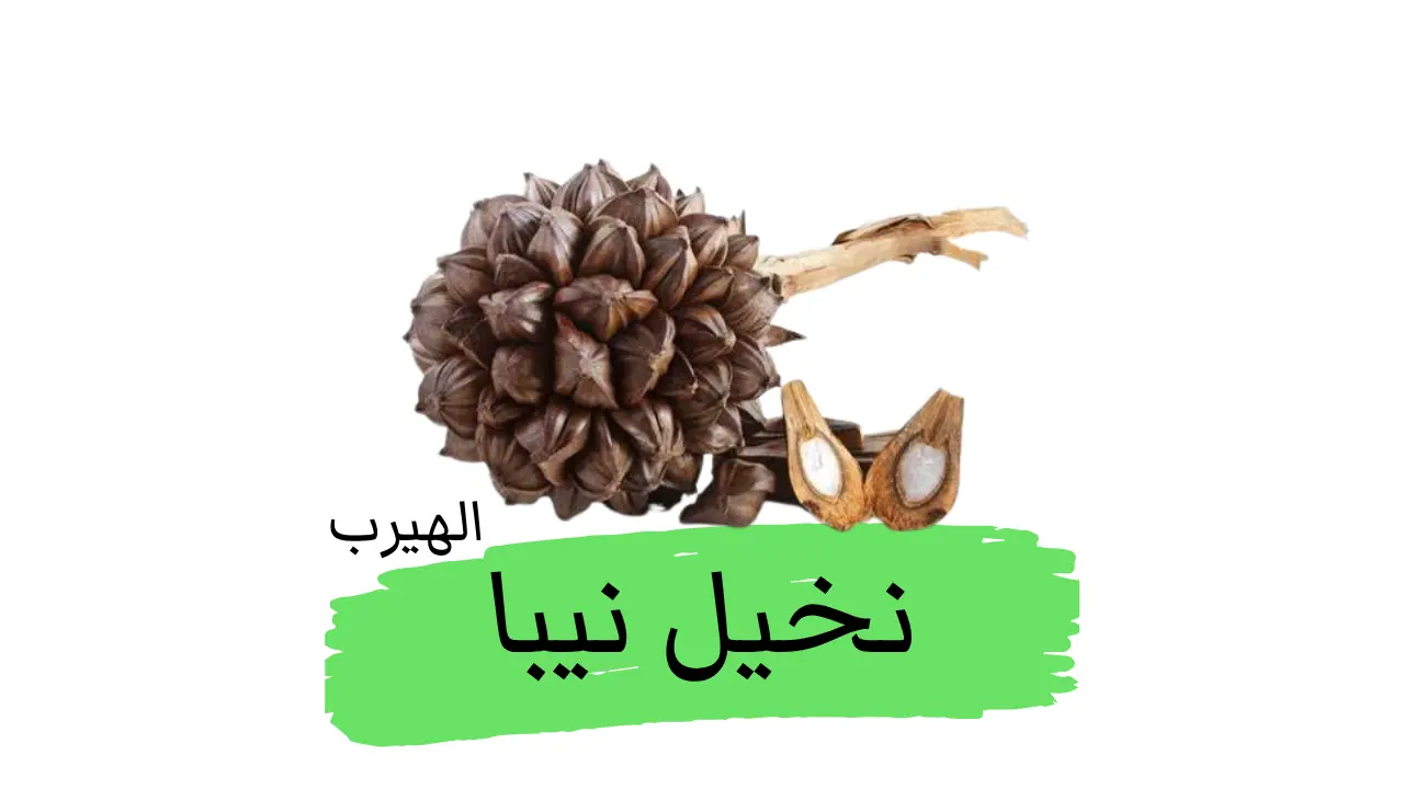 نخيل النيبا (الشاه (Nipa palm): الفوائد والاضرار