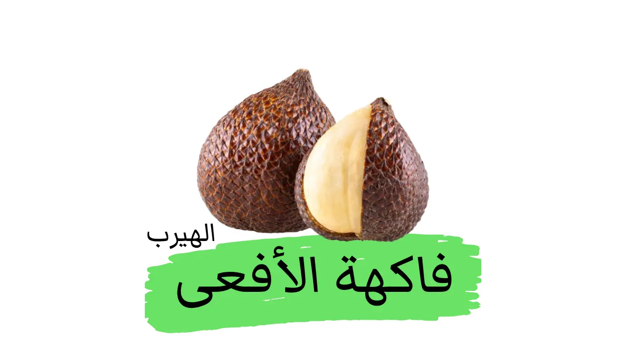 ماهي فاكهة الأفعى (السالاك) ؟ الفوائد والأضرار الصحية والغذائية