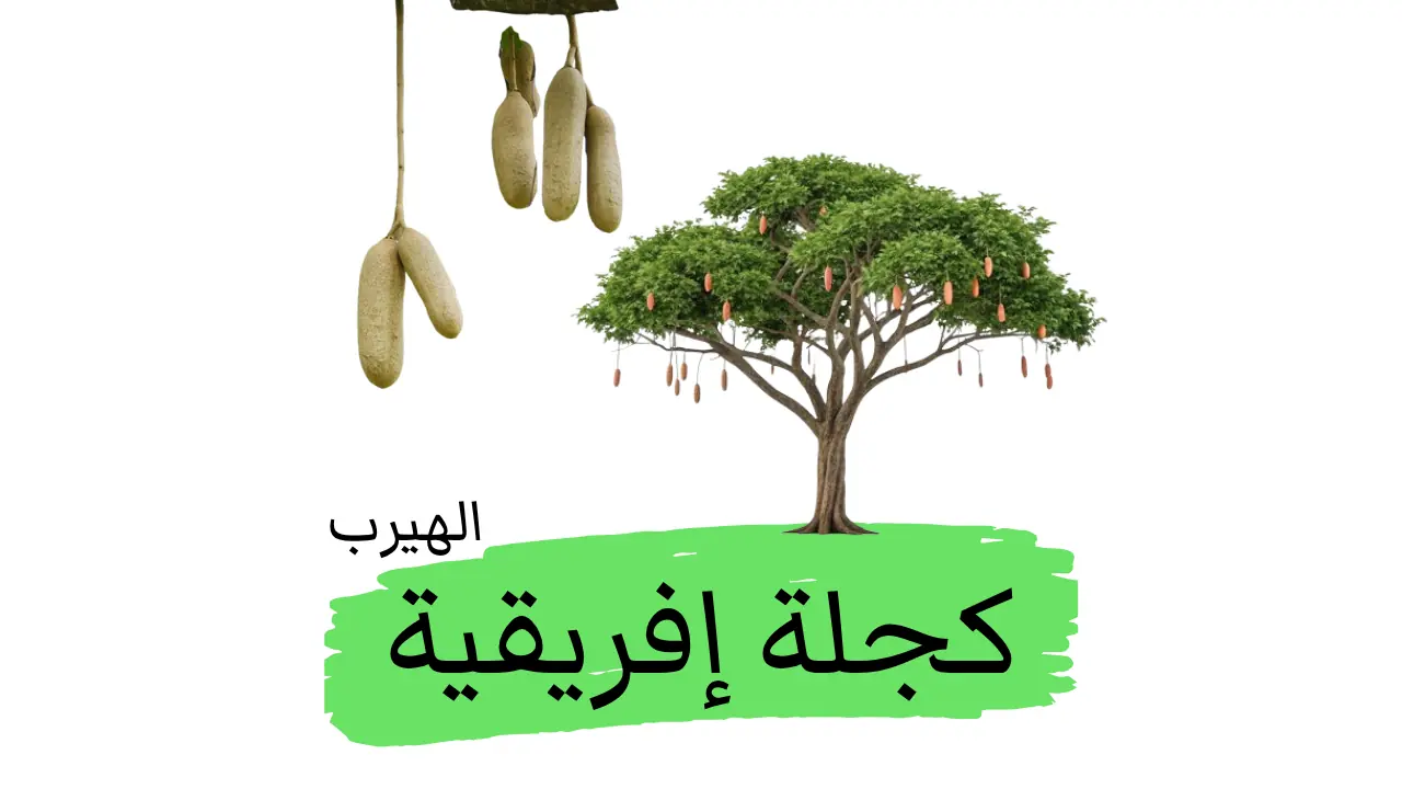 الكجلة الإفريقية (شجرة السجق): الفوائد والأضرار