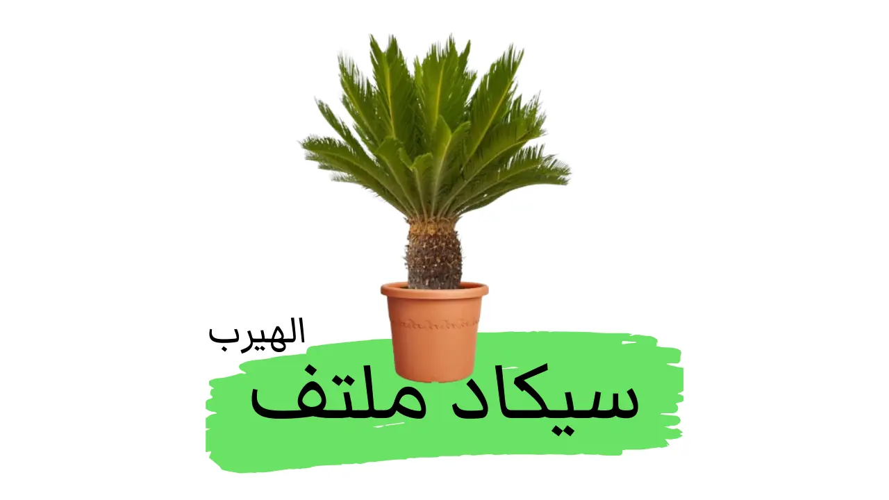 (السيكاد الملتف (نخيل الساغو الياباني، سيكاس ريفولوتا