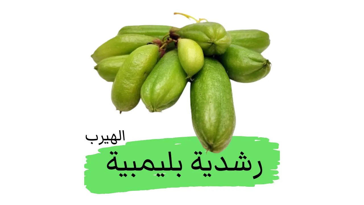 ما هي الرشدية البليمبية؟ الفوائد والأضرار الصحية والغذائية