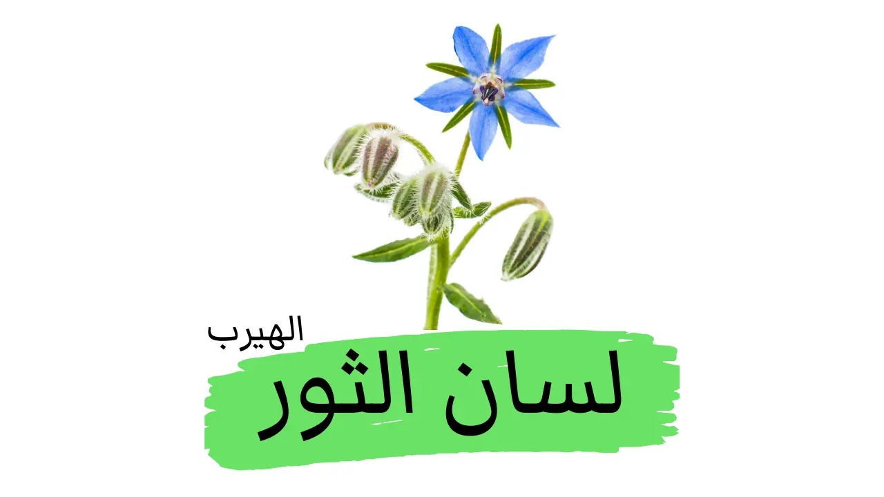 عشبة لسان الثور (حمحم مخزني): الفوائد والأضرار الصحية