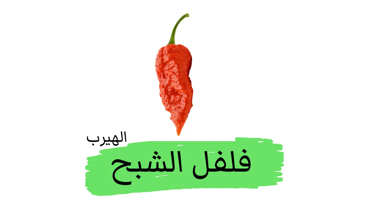 Bhut Jolokia فلفل الشبح : الفوائد والأضرار الصحية الغذائية