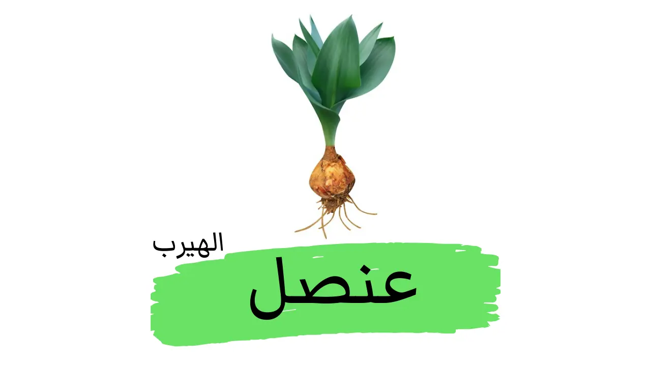 نبات العُنْصُل البحري(البصيل):الفوائد والأضرار الصحية