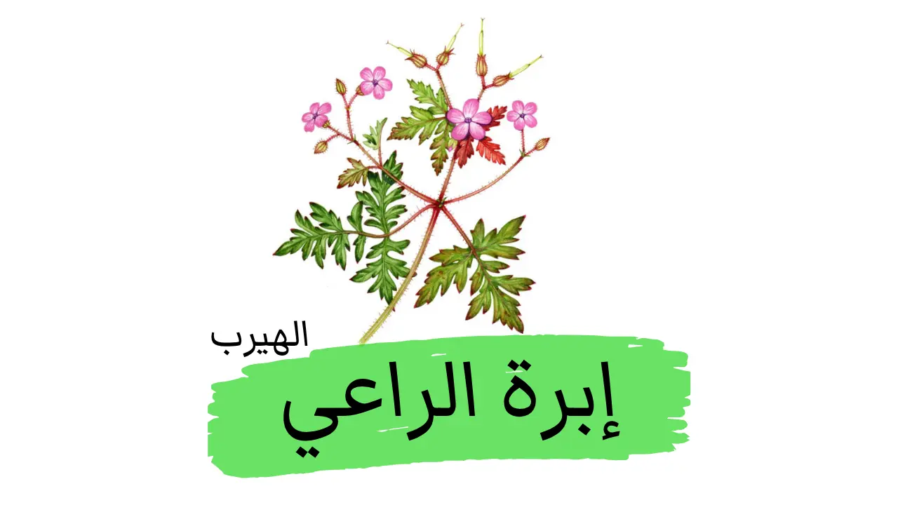  نبات إبرة الراعي (Herb Robert): فوائده وأضراره واستعمالاته 