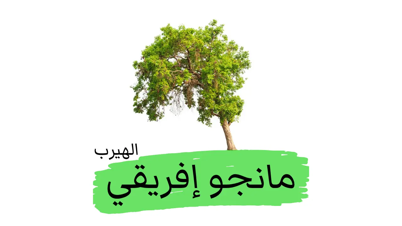 المانجو الإفريقية: الوصف النباتي، الفوائد الصحية، والأضرار