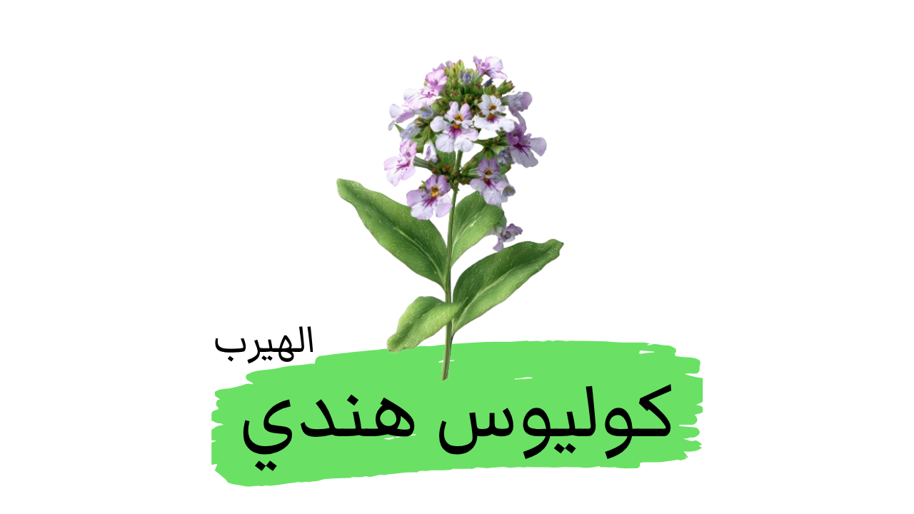 الكوليوس الهندي (البيدة الفورسكولية / الشار) : دليل علمي شامل للفوائد، الأضرار، والاستخدامات