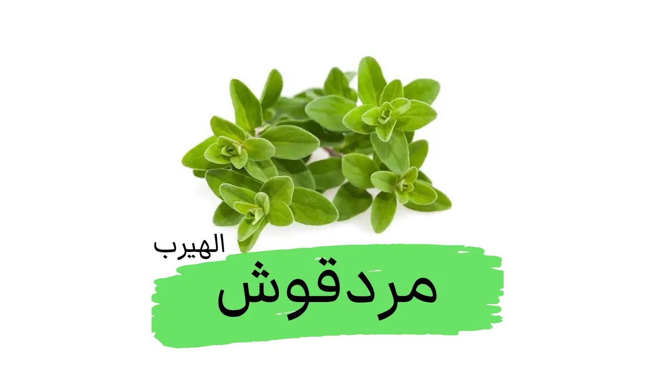 المردقوش : الفوائد والأضرار