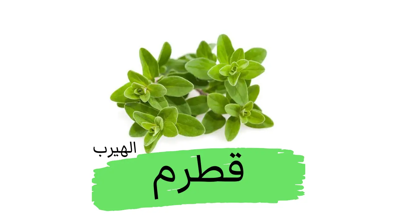 قطرم (نعناع القط أو نعناع الهر) : الفوائد والأضرار