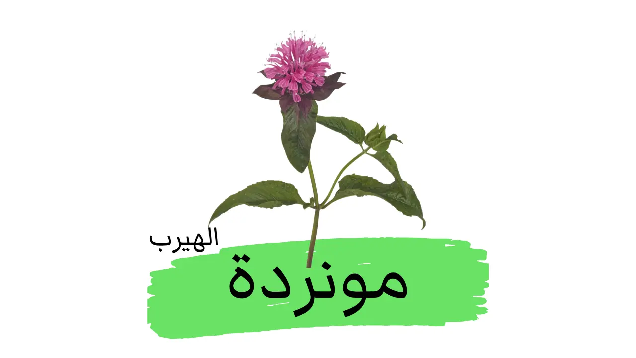 المونردة (الأستبون، نعناع الحصان) : الفوائد والأضرار