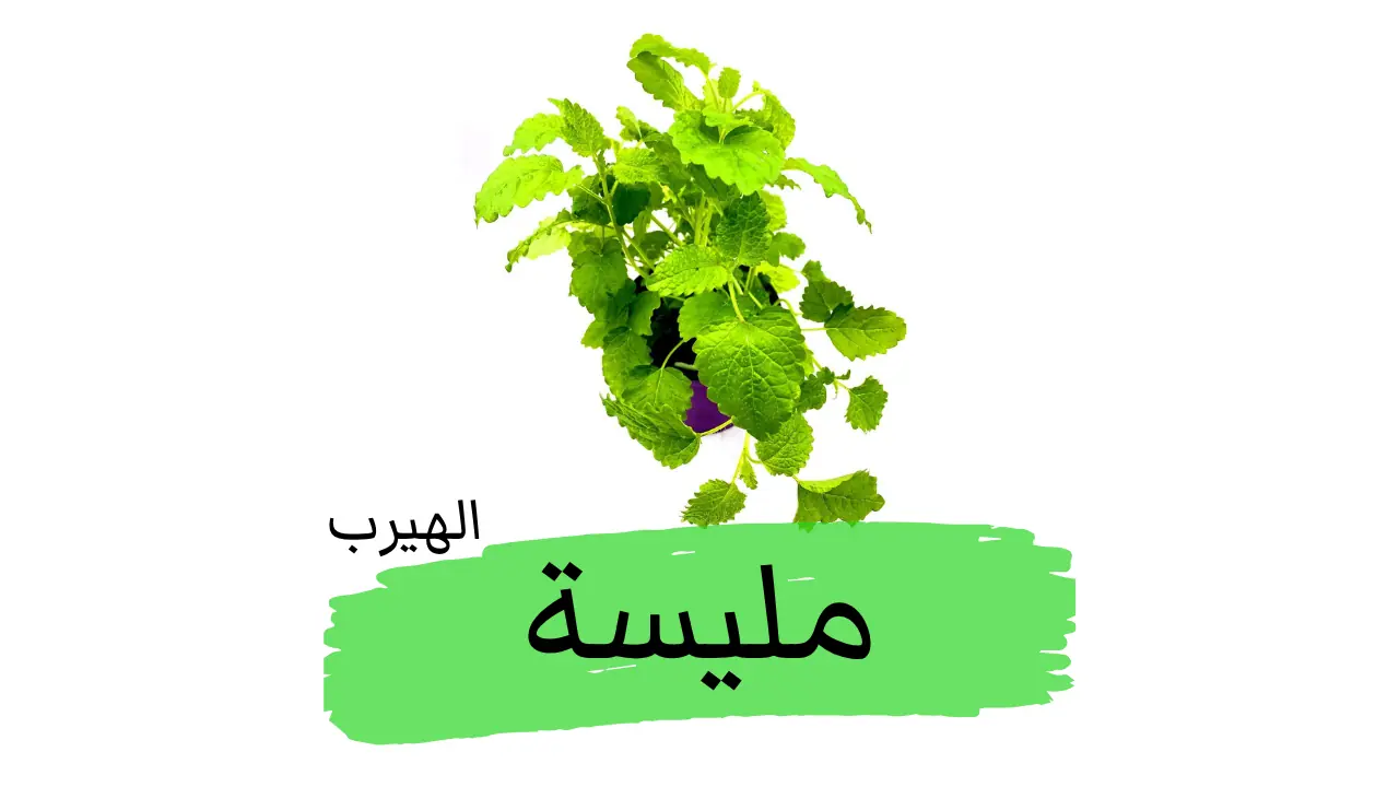 الترنجان (بلسم الليمون، المليسة) : الفوائد والأضرار الصحية