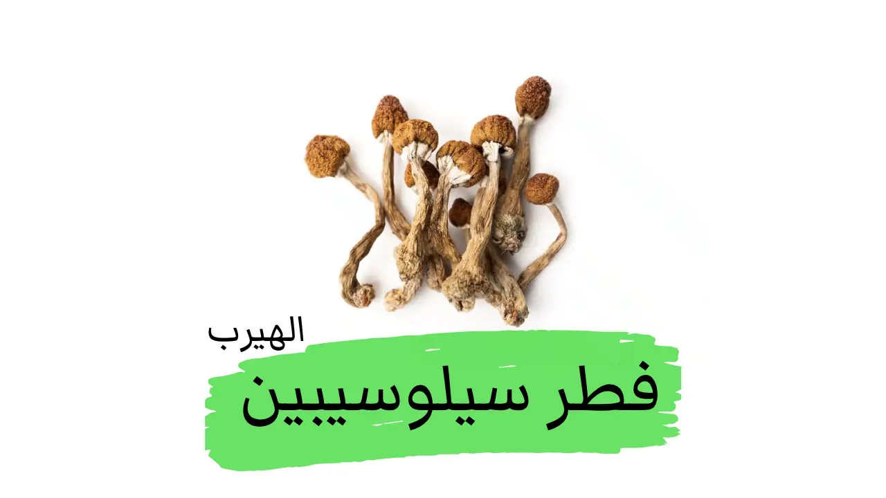 فطر السيلوسيبين (الفطر السحري أو الفطر السايكدلي) :الفوائد والأضرار