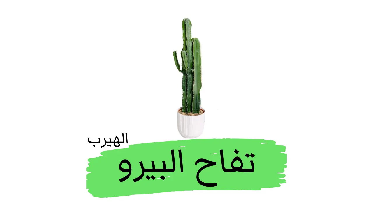 صبار «تفاح البيرو» : الفوائد والأضرار 