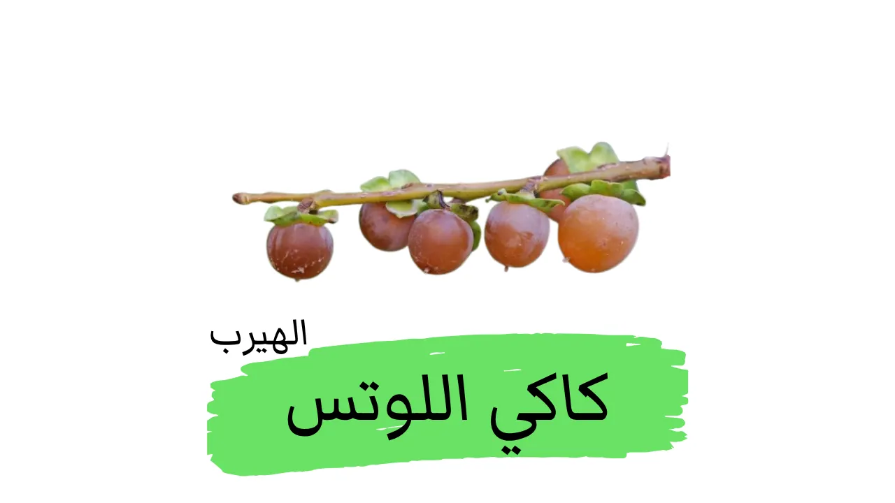 كاكي اللوتس  الفوائد والأضرار Diospyros lotus  الكاكي القوقازي 