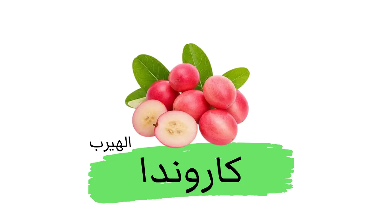 ما هو نبات الكاروندا : الفوائد والأضرار