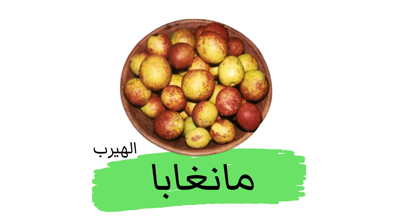 المانغابا (Hancornia speciosa) ماهي فاكهة المانغابا؟ الفوائد والأضرار الصحية والغذائية