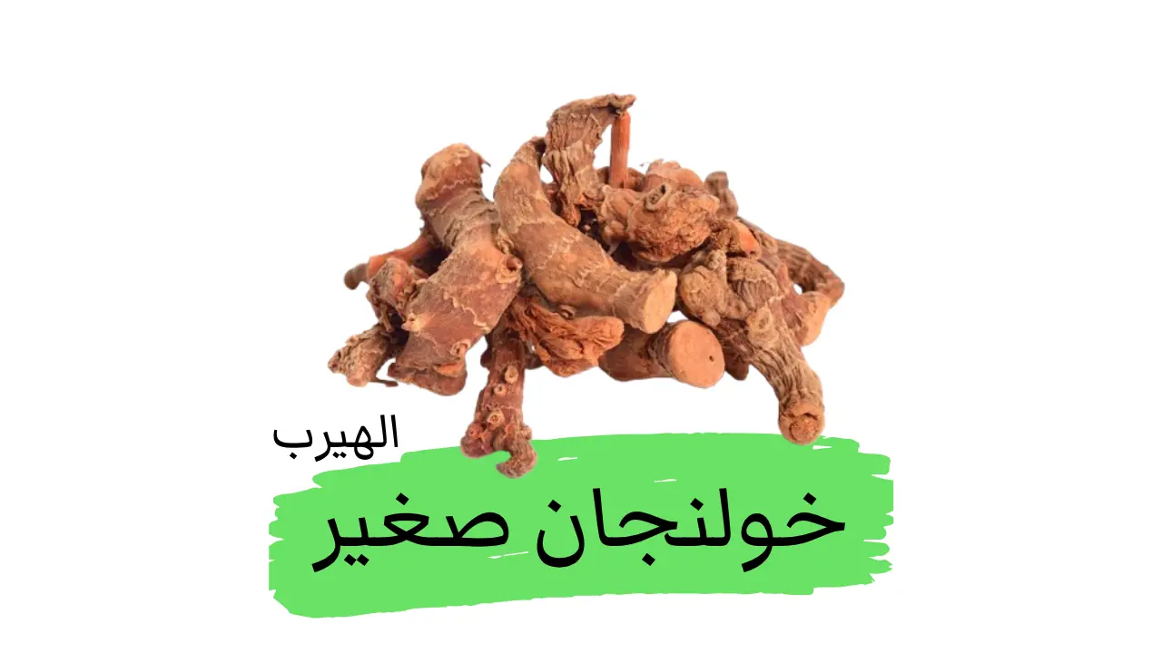 ما هو الخولنجان الصغير( خولنجان طبي، خولنجان صيني)؟ الفوائد والأضرار الصحية