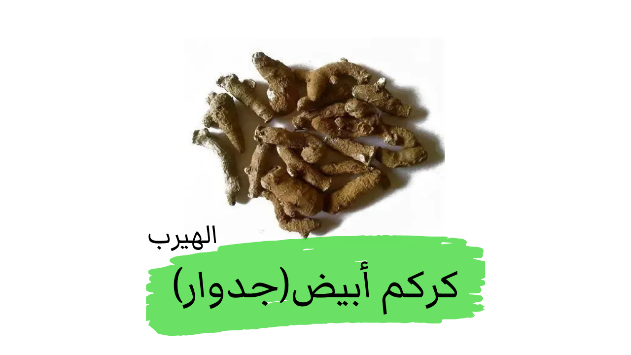 ما هو الكركم الأبيض (جدوار)؟ الفوائد والأضرار الصحية والغذائية